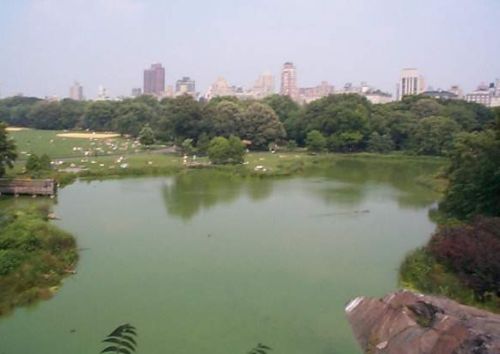 Photo: Central Park, Turtle Pond