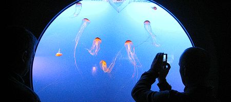 Jellyfish at the Aquarium